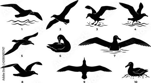 Foto vector can editable Systematic ornithological silhouettes of albatrosses in ocea