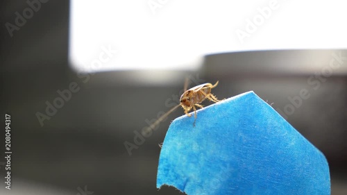 The American cockroach was caught in a glue trap. Destruction of insects at home. Insect management, close up of cockroach stuck on sticky glue cockroaches trap with bait with blurred background. 