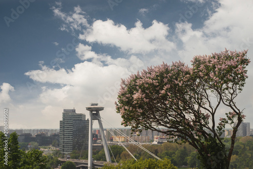 Photography Bratislava cityscape with SNP UFO bridge and blooming lilac tree on foreground u