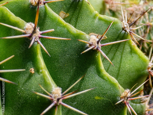 Macro view of cactus spines and skin texture