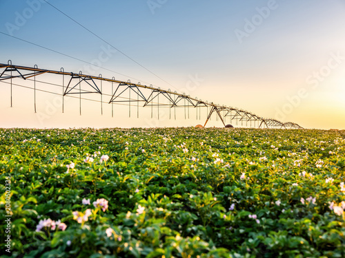 Photos Center pivot irrigation system watering potato field at sunrise