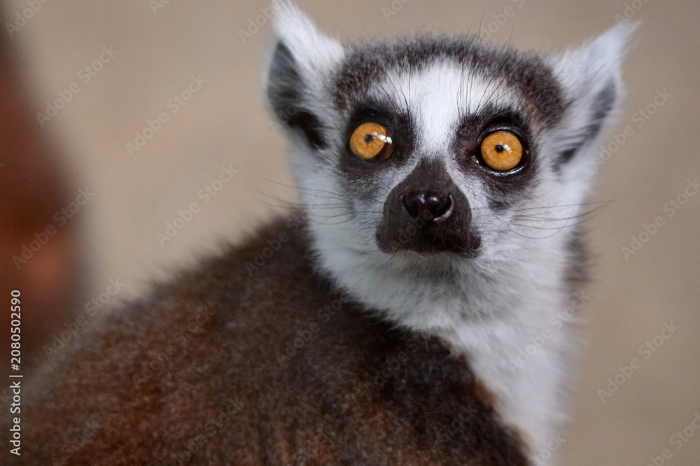 Fototapeta premium Close up portrait of a ring-tailed lemur looking directly at the camera at Bratislava Zoo, Bratislava, Slovakia, Europe