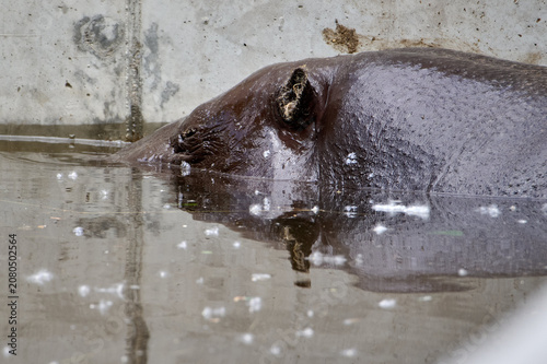 Photography Pygmy hippopotamus partially submerged in water pool against a concrete wall at