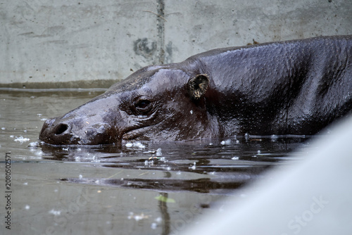 Photography Close up of a pygmy hippopotamus head above water level at Bratislava Zoo, Brati