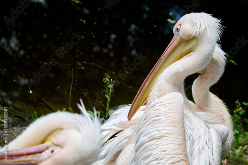 Photography Flock of great white pelicans preening their feathers near water at Bratislava Z