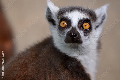 Photography Close up portrait of a ring-tailed lemur looking directly at the camera at Brati