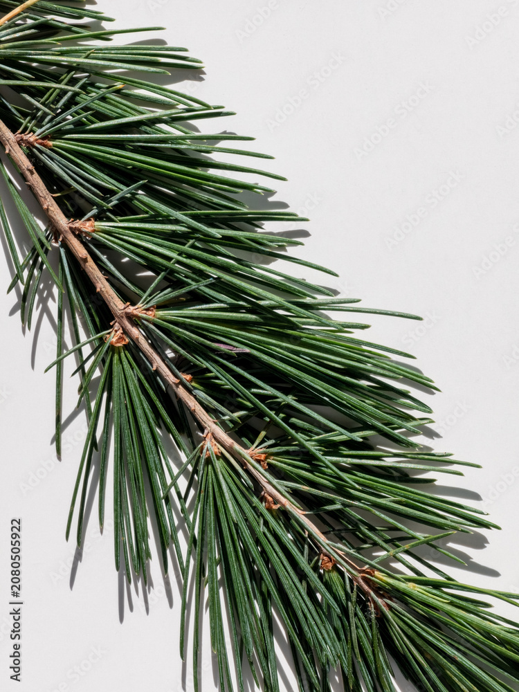 Fototapeta premium Close-up of a cedar branch with green needles on a white background