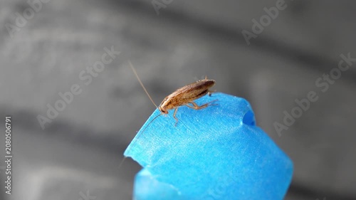The American cockroach was caught in a glue trap. Destruction of insects at home. Insect management, close up of cockroach stuck on sticky glue cockroaches trap with bait with blurred background. 