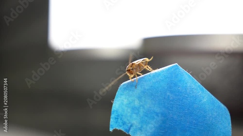 The American cockroach was caught in a glue trap. Destruction of insects at home. Insect management, close up of cockroach stuck on sticky glue cockroaches trap with bait with blurred background. 