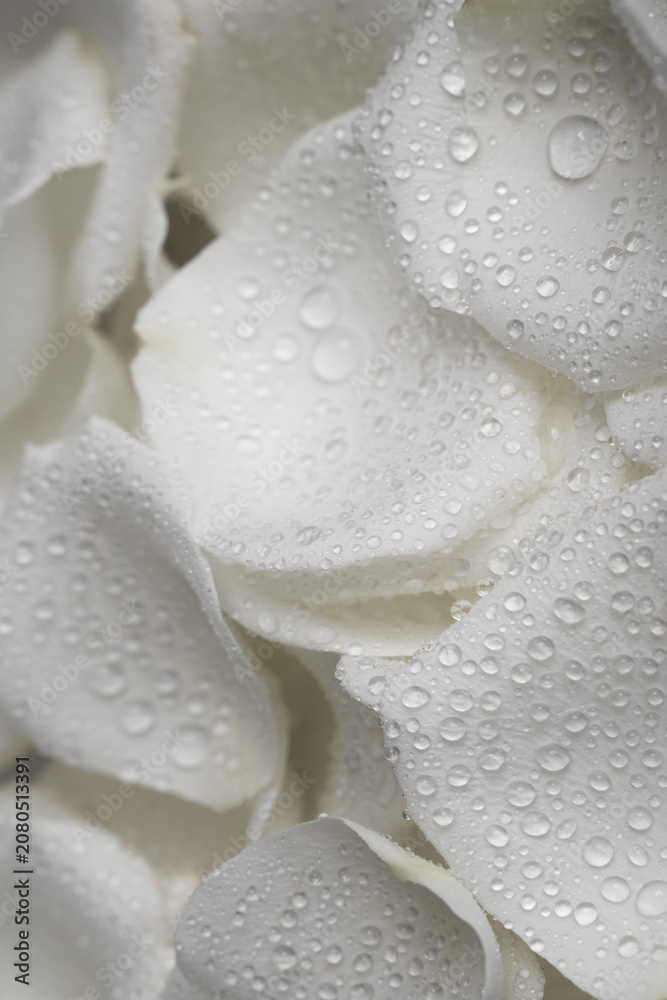 Fototapeta premium close up petals white rose with water drops. Beautiful white rose close up A rose flower with water droplets on the petals illuminated by soft light. Creative banner. Copyspace image. 