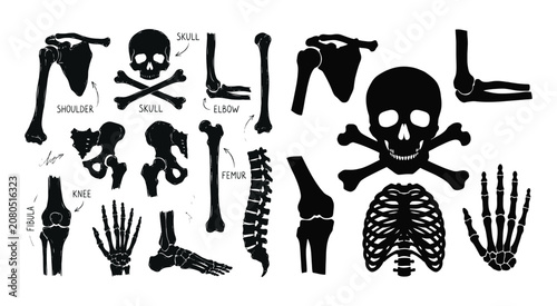 Anatomical Skeleton Parts Black Silhouettes On White Background Illustration anatomy