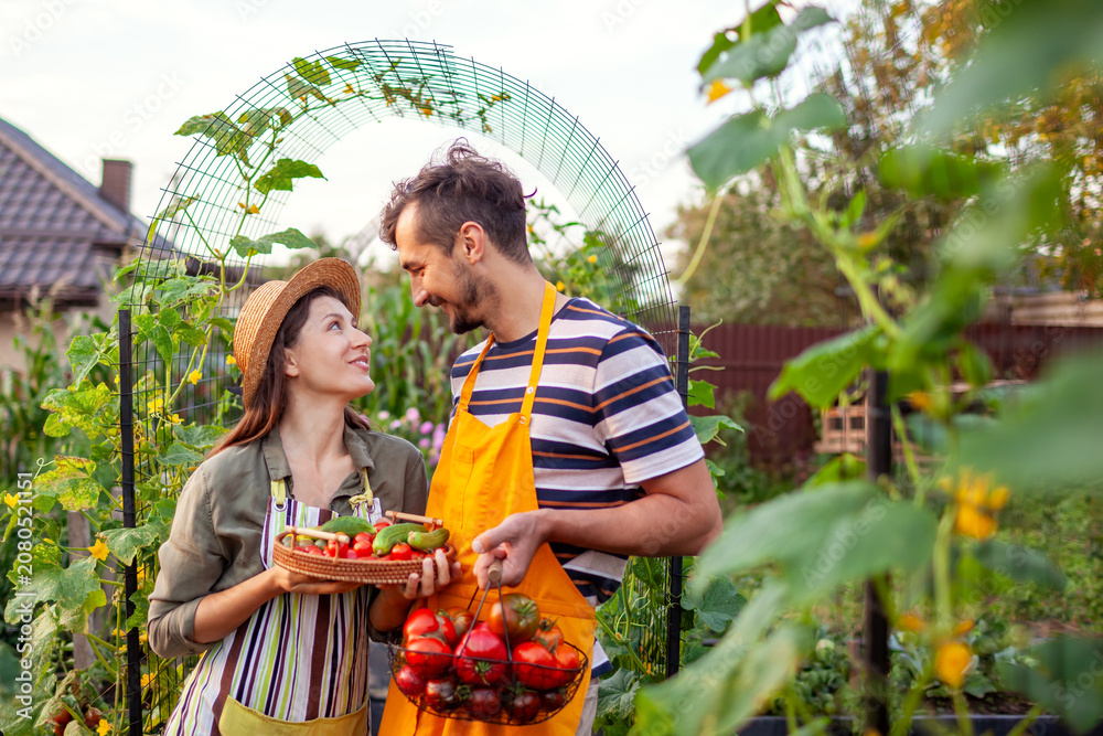 Fototapeta premium Family of farmers picking vegetables from raised beds in summer garden. Couple harvest tomatoes and cucumbers organically grown