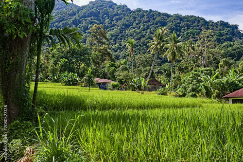 Traditional rice cultivation in Indonesia