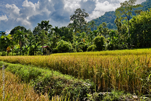 Traditional rice cultivation in Indonesia