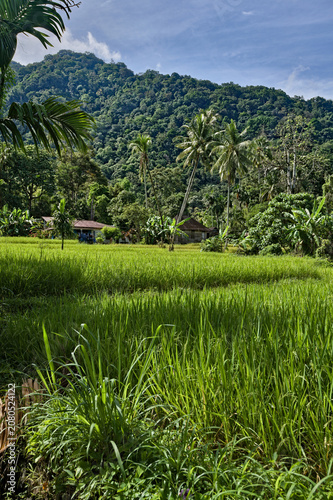 Traditional rice cultivation in Indonesia