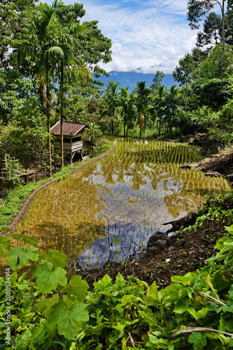 Terraced rice paddies and volcanic lake