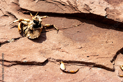 Photos Gaspesie, Quebec, 07 June 2026 : A dried crab exoskeleton lies on sun-baked reddish-brown rocks