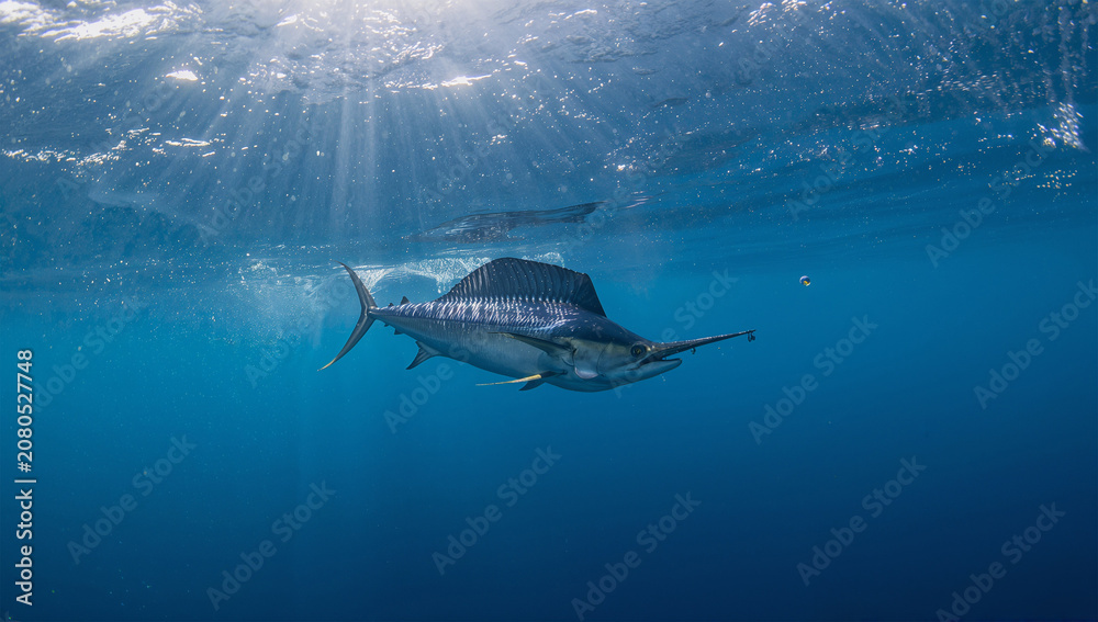 Fototapeta premium 釣り上げ後に海へ戻るカジキと海洋保護のイメージ