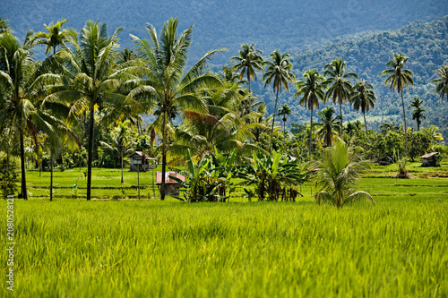 Green rice paddies and tropical palm trees