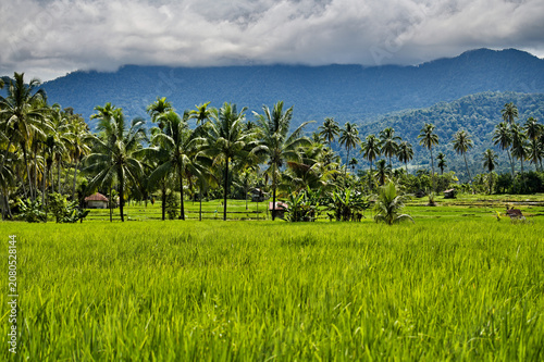 Green rice paddies and tropical palm trees