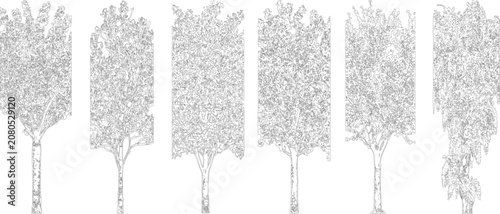 Six narrow and tall tree line drawings for vertical landscape architecture designs

