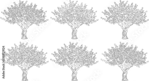 Set of six detailed deciduous tree sketches for architectural landscape design projects
