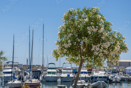 Laurier rose en fleurs dans le port de Carro en provence