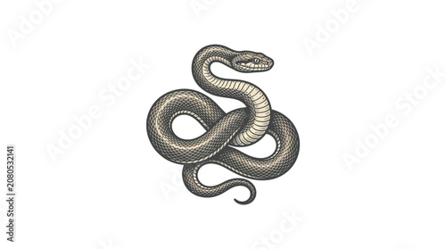 Coiled snake engraving illustration with detailed scales.