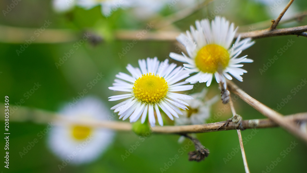 Obraz premium Close-up of beautiful fleabane flowers (Erigeron annus) with soft blurred background
