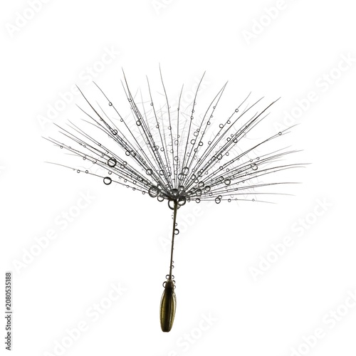 A single dandelion seed covered in clear morning dew drops isolated on white background.