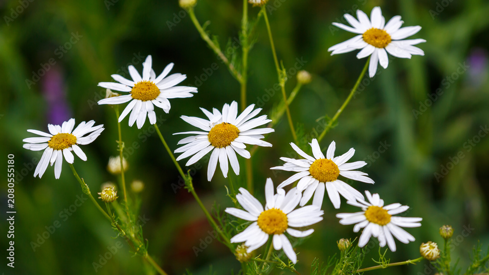 Fototapeta premium Floral background with daisies on a green background. Natural wallpaper.