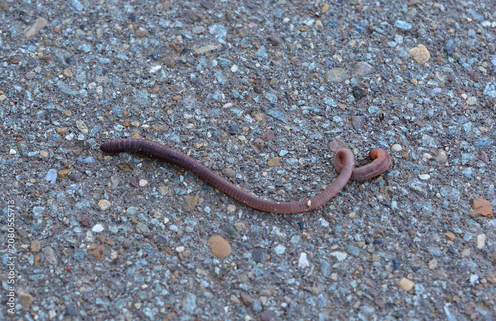 Fototapeta premium Earthworm Crawling on Asphalt Pavement macro