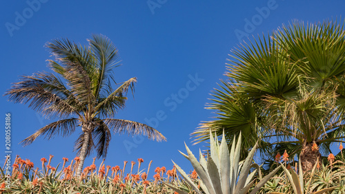 Palm trees and agave in a tropical garden on Fuerteventura, Canary Islands, Spain