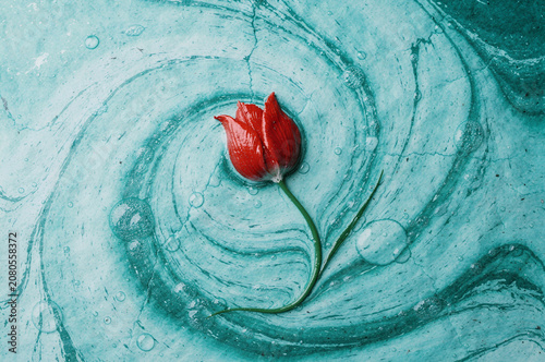 Overhead macro shot of a vibrant red tulip floating on swirling teal and turquoise liquid paint with bubbles