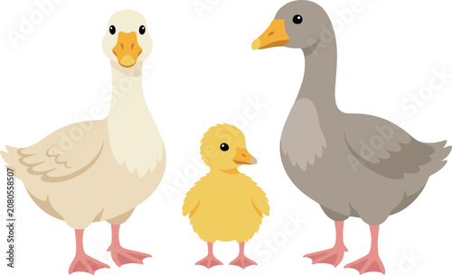 Canvas Print Cute farm birds vector set featuring white goose grey gander and yellow duckling