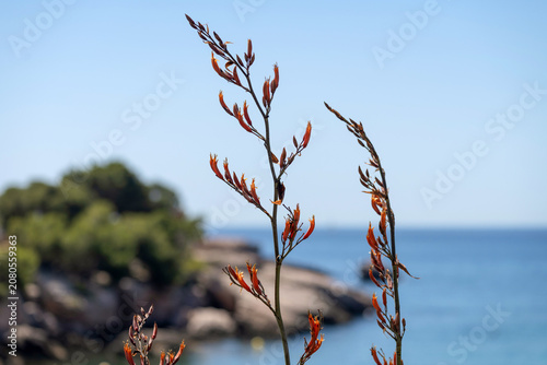 Plante en fleurs en bord de mer