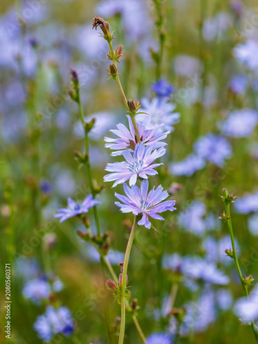 Beautiful blue wildflowers. Flowers in the meadow. Summer background. Natural wallpaper. Common chicory ( Latin- Cichorium intybus ) is a species of perennial herbaceous plants from the genus Chicory.