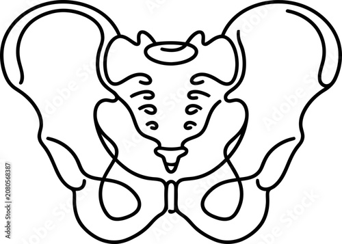 Obraz na płótnie Minimalist continuous line drawing of human pelvis bone.
