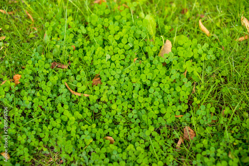 Fresh Green Moss Texture Covering Natural Forest Ground