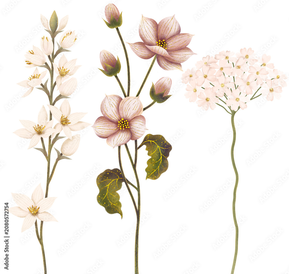 Obraz premium A botanical collection of three individual light-colored wildflower stems isolated on a white background. The set includes delicate white bell-like blossoms, soft mauve-pink hellebore flowers, 
