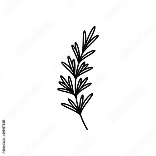 Minimalist vector illustration of a single rosemary sprig as a simple black line drawing for decor.