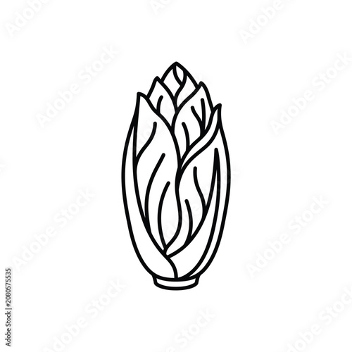Black and white outline drawing of endive vegetable isolated on transparent background element.