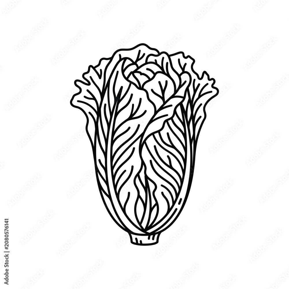Fototapeta premium Cabbage vegetable outline vector icon. healthy organic fresh plant. cartoon farm food ingredient.