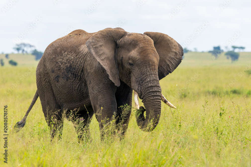Obraz premium Elefant in der Serengeti