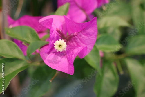 фотографія Pink bracts of bougainvillea