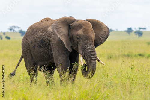 Elefant in der Serengeti