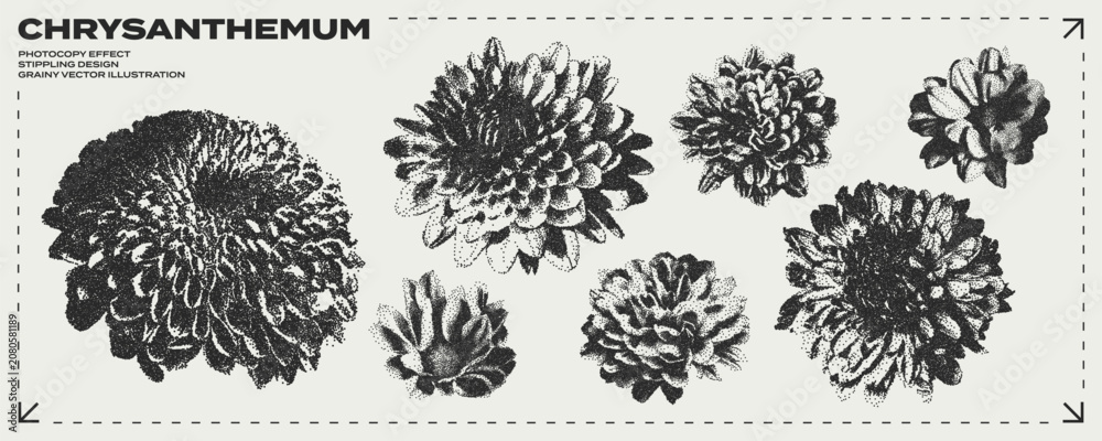 Obraz premium Retro botanical set of chrysanthemum buds with grunge stippling effect. Vintage dotted texture illustrations of blooming flowers. Nature floral design. Trendy photocopy grainy art in halftone tones