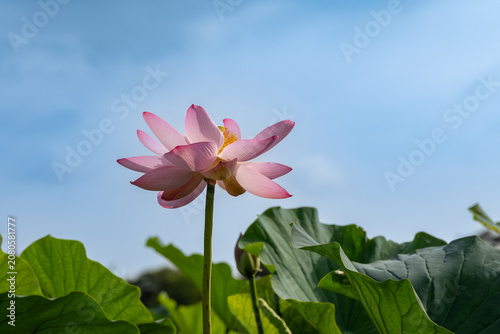 фотографія ピンクの蓮の花の彩り