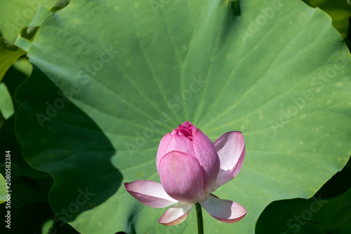 Bild auf Leinwand ピンクの蓮の花の彩り