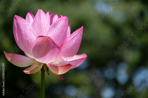Bild auf Leinwand ピンクの蓮の花の彩り